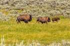 USA, Wyoming, Yellowstone National Park. Bison in grassy field. Art Print